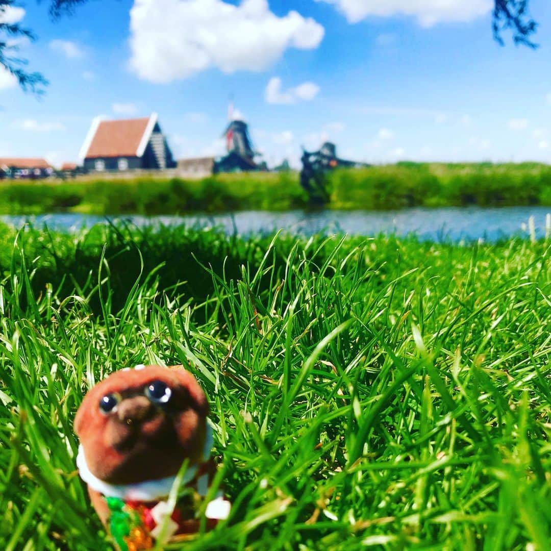 ころさんのインスタグラム写真 - (ころInstagram)「ころツーリスト in オランダ(アムステルダム)  大好きな芝生の上でご機嫌さんのころ‼️ ころがご機嫌さんだとこっちまでご機嫌さんになってしまう😆🎶🎶 ☺️ ころの他の写真を見たい方はこちらから！  @koro.dottokoi .  #ころツーリスト #旅 #旅日記 #旅スタグラム #旅すたぐらむ #トラベラー #旅に出たい #旅の記録 #旅好き #旅写真 #旅行好き #旅したくなるフォト #旅フォト #マイトリ #旅行大好き #わんこ #ぬいぐるみ #ぬいどり #ぬい撮り写真部 #マイトリップ #旅の思い出 #旅の思い出 #ぬい撮り #ぬい撮りさんと繋がりたい #ぬいすたぐらむ」7月19日 12時46分 - koro.dottokoi