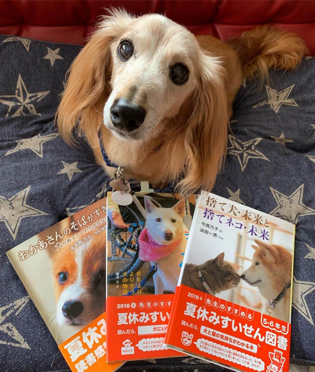 のインスタグラム：「学校も今日で最後の娘ちゃん🎵 夏休みの宿題の読書感想文📖 今年は(捨て犬未来と捨て猫未来)にしました🐶😺 大人もぜひ読んで欲しい本です😊 ＊ 毎年最後まで残る俳句と自由研究💦 小学校最後の夏休み❣️ さてどうなる😂 ＊ #犬#ダックス#ダックスフンド#ミニチュアダックス#dachs#いぬぐみ📛#pecoいぬ部#シニア犬 #よく寝るシニア犬#わんぱく部#サンデイ#todayswanko #east_dog_japan #ボンボンハイスクール#読書感想文」