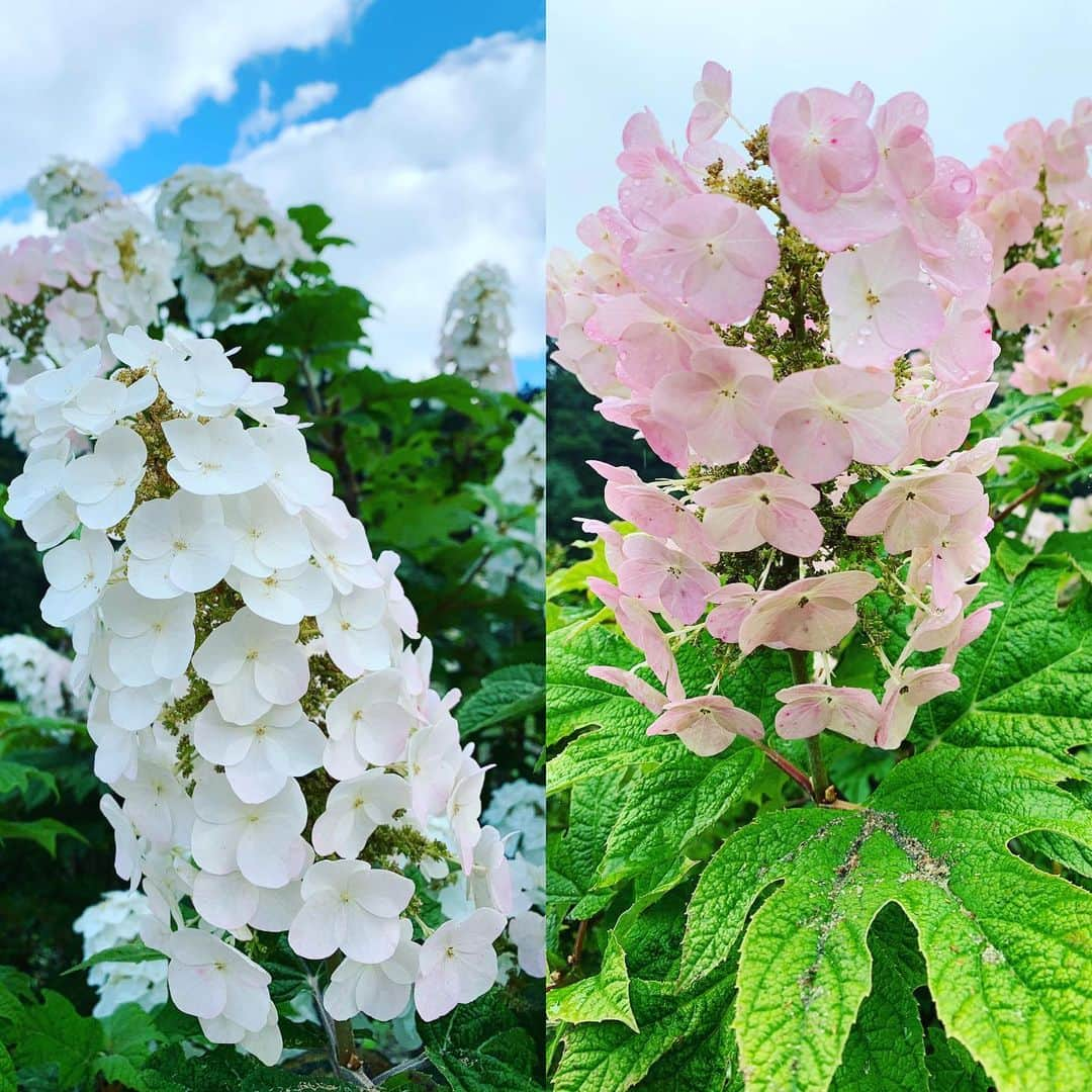 都竹悦子さんのインスタグラム写真 - (都竹悦子Instagram)「左が先週、右が今週。 飛騨清見の道の駅 ななもり清見の近くに咲く花。  紫陽花の一種だと思うのですが！ 白かったのがピンクになってる😳  #梅雨明け直前 #今日は #終業式 #明日から #夏休み #七月の紫陽花」7月19日 14時25分 - etsukotsuzuku