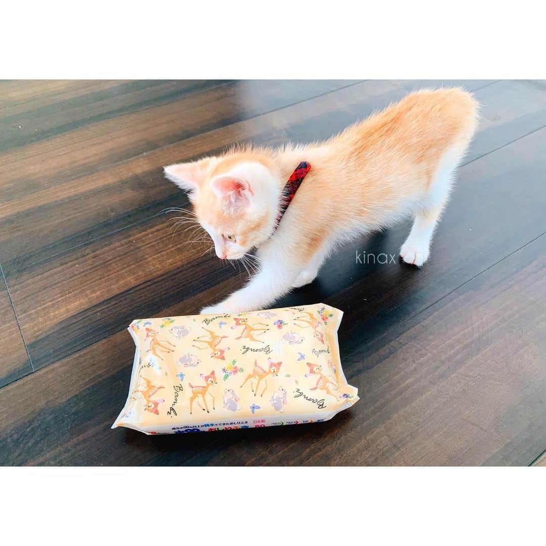 kinaxのインスタグラム：「. good afternoon(๑′ᴗ‵๑)☀in Japan, and good morning, good evening, good night for world friends! . 今日はなんだか蒸し蒸しするね☁️ . . 朝から元気なこどもたち🧒🐶🐱 あっちでもこっちでも呼ばれるけど はらぺこだったり ジュースがのみたいだったり だっこしてーだったり。 . みんなかわゆいわぁʕ •́؈•̀ ₎笑 . . そんなこんなで パッケージも可愛くて、お掃除にも使えるから リピ買いしているお尻拭きʕ •́؈•̀ ₎ . 今回もバンビにしたよ🦌♡ こちらもroomに☟ @kinax . . 急ぎで欲しかったから仕方ないんだけど 今日の夜からお買い物マラソンだったーʕ •́؈•̀ ₎🛍 . . いっぱい遊んだあとはお昼寝なこねこたち。 かわゆいわぁʕ •́؈•̀ ₎♡ . . みんなも楽しい1日を♡ . . #親バカ部 #猫バカ部 #ねこすたぐらむ #おしりふき #箱も再利用 #床拭きしてると飛びかかってくる #roomインフルエンサー #楽天roomに載せてます @room_rakuten #バンビ #かわいい #kinaxvideo 2019/07/19」