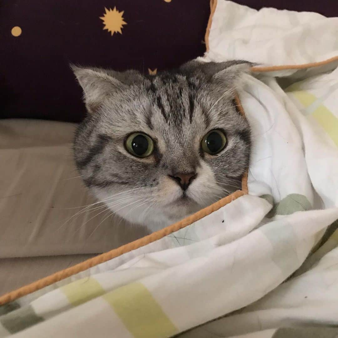 のインスタグラム：「#cat #catstagram #catsofinstagram #instacat #cutecat #katsuo」