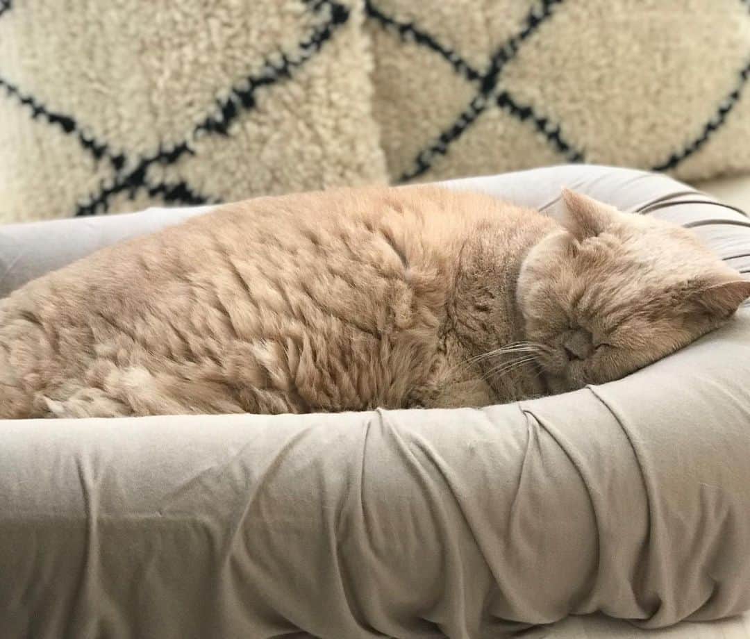 濱中鮎子のインスタグラム：「快適エアコンとポカポカ日差しを満喫するお坊ちゃま。  #cat #ネコ #小心者の親分 #チャイ坊 #チャイ #chai #britishshorthair #ブリティッシュショートヘア #クラッシュフェイス #ぶチャイく #愛の交歓  #お嬢寝かしつけ成功 #仕事しよう」