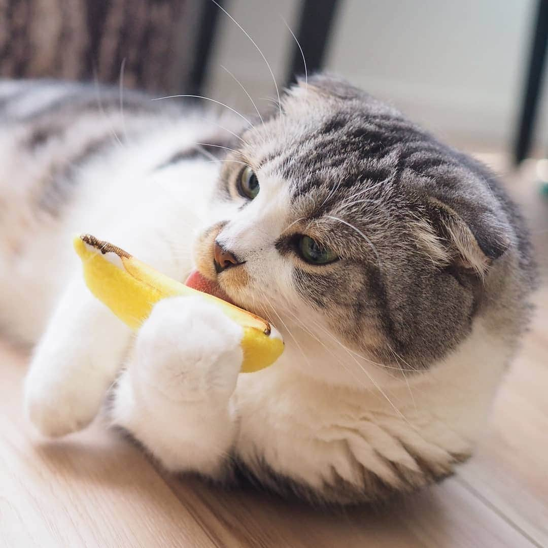 Hitomiさんのインスタグラム写真 - (HitomiInstagram)「2019.07.19  3時のおやつニャ🍌🍓 . ヨダレまみれになりました😂 . . #じゃこってる #もちぽよ祭  #にゃるシスト祭 . . マメちゃん @paucorin 5回目の家族記念日おめでとう🎊🎉 #マメちゃん家族記念日2019 . .  Special (*´︶`*)♡Thanks!🍌🍓 @cinatora . . #nyancon01 #りぷちんに届け元気玉  #じゃこ#あご肉部 部長🍙 #ブヒブヒ倶楽部 #シブにゃん隊over10jr  #ねこ部#関西ねこ部#ふわもこ部 #ペコねこ部#もちぽよ部#みんねこ#お口まわり玉ねぎ隊#無敵の親バカ同盟 #スタペグラム」7月19日 15時24分 - jako0317