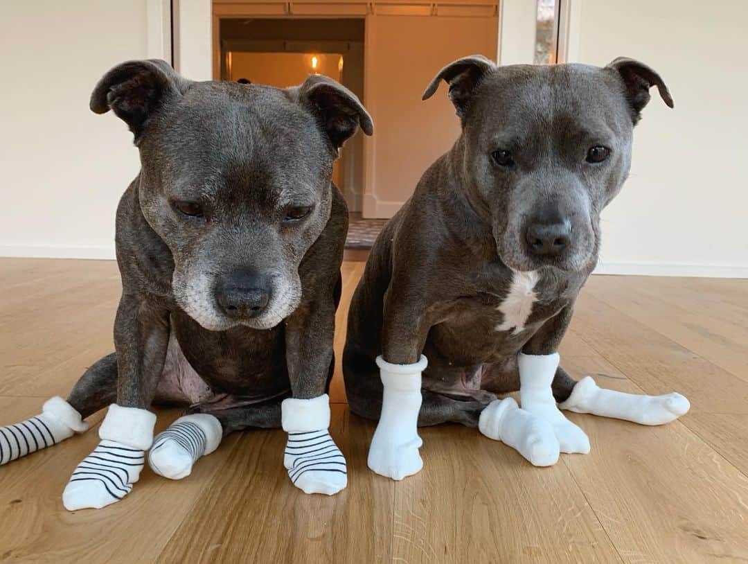 DARREN&PHILLIPさんのインスタグラム写真 - (DARREN&PHILLIPInstagram)「What is it about paws in socks dat just make de humans go mad for u. Slip dese bad boys on and pitter patter round de house lookin all cute we’ll get anyfing we want. #staffy #staffordshirebullterrier #pitbullsofinstagram」7月19日 15時42分 - the_blueboys