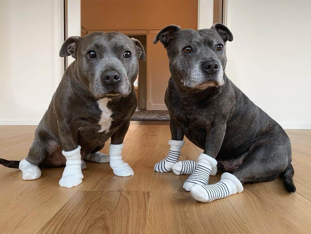 DARREN&PHILLIPさんのインスタグラム写真 - (DARREN&PHILLIPInstagram)「What is it about paws in socks dat just make de humans go mad for u. Slip dese bad boys on and pitter patter round de house lookin all cute we’ll get anyfing we want. #staffy #staffordshirebullterrier #pitbullsofinstagram」7月19日 15時42分 - the_blueboys