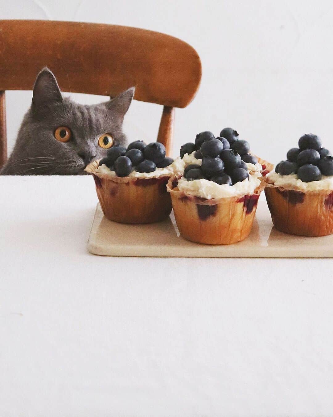 樋口正樹さんのインスタグラム写真 - (樋口正樹Instagram)「blueberry muffins . ブルーベリーマフィンの 残ってた４個をアレンジ。 クリームチーズを塗って さらにブルーベリーのせ、 より美味しさをリッチに。 ボナさんと一緒におやつ。 . . . #ブルーベリーマフィン #ブルーベリー#マフィン #blueberrymuffins #blueberries #muffins」7月19日 15時50分 - higuccini