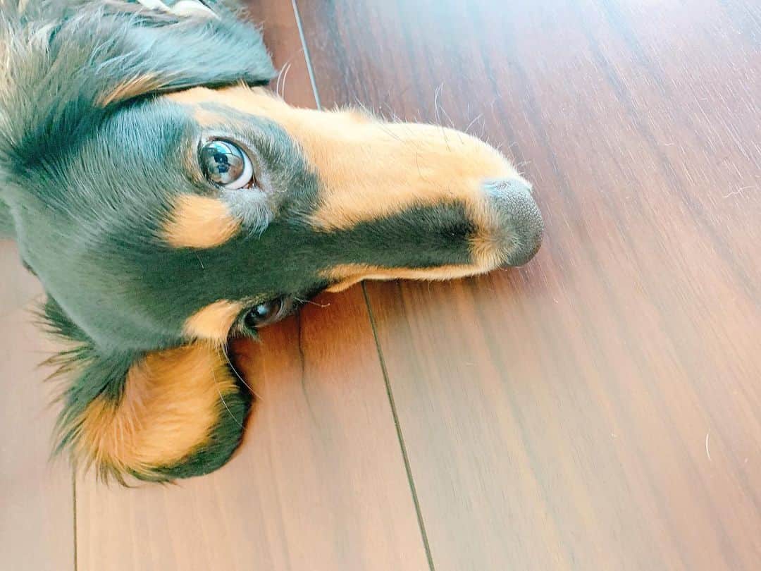 高原愛のインスタグラム：「可愛いなぁ🥰私の癒し🐕🐕🐕 #cute#cutie#lovely#kindness#happy#dachshund#dachshunds#dachshundpuppy#dachshund_love #switeeeee#dachshundlove#doxie#doxiepuppies#doxieworld#dog#dogstagram#petstagram#pet#pets#puppy#sweetie#woof#ダックス#ダックスフント#ミニチュアダックスフンド#子犬#犬#🐶#🍑」