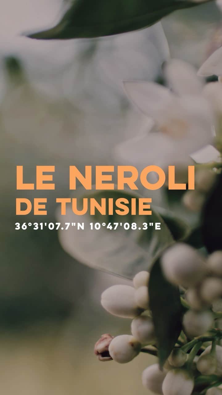 のインスタグラム：「« These journeys, whatever they may be are the definition & proof that brotherhood exists. That’s what travel is all about.» Join @thierrywasser on another spellbinding journey to the mystical land of Tunisia for the harvesting of Neroli. ⠀⠀⠀⠀⠀⠀⠀⠀⠀⠀⠀ ⠀⠀⠀⠀⠀⠀⠀⠀⠀⠀⠀ ⠀⠀⠀⠀⠀⠀⠀⠀⠀⠀⠀ The perfect way to celebrate his passion, talent & vision on today his birthday, Happy Birthday to Guerlain Master Parfumeur @thierrywasser ✨」