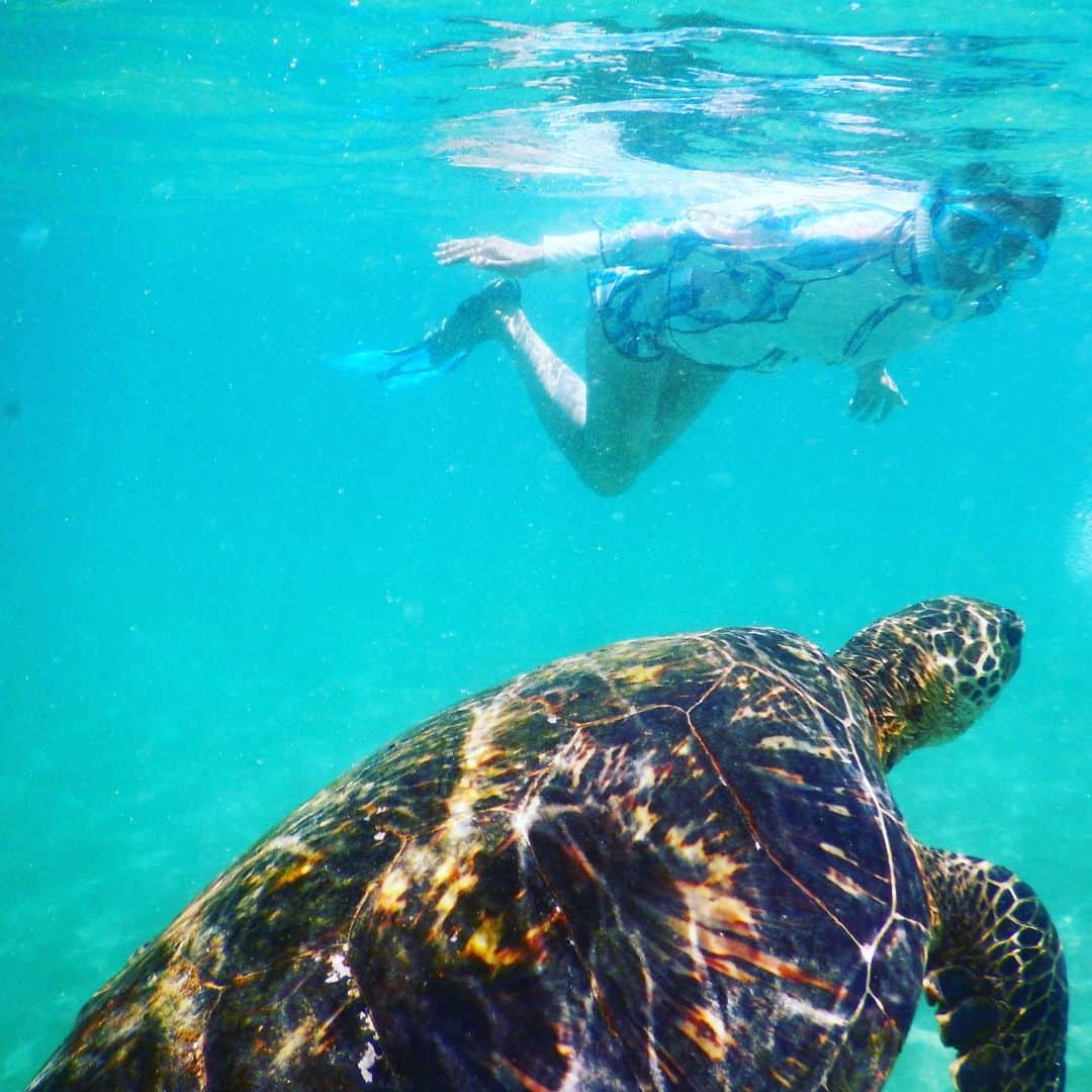 池田香織のインスタグラム：「マウイ島で一度だけ出会えた亀さん🐢  小さい頃から海が怖くて、でも克服したくて、キレイな海で出来れば一年に一度はシュノーケリングをするようにしています🥽✨ 想像以上に優雅で、そして美しい瞳に感動しました。  海の中で出会う生物に対する怖さはあったけども、その慈悲深く温かい目に心を奪われました。  #マウイ島 #maui #turtle」