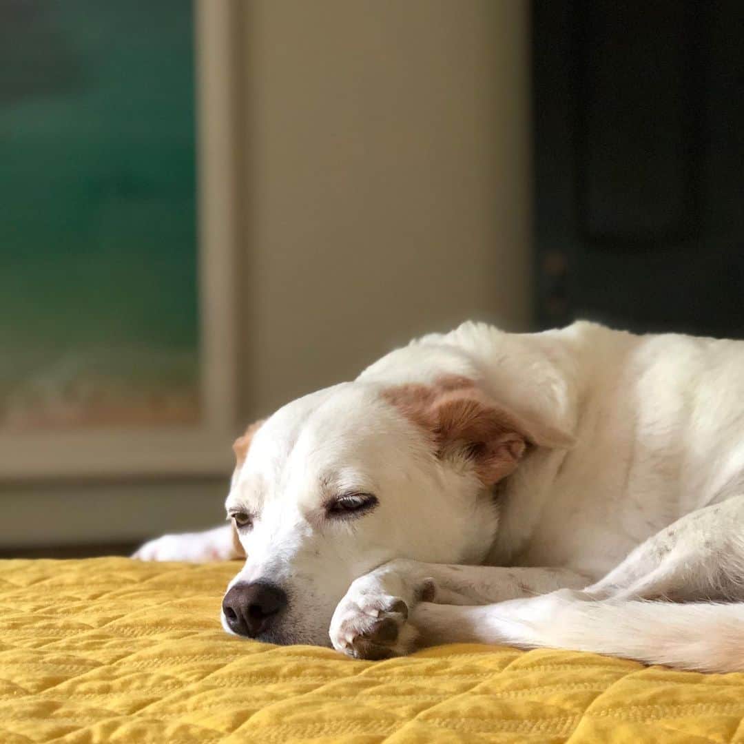 Grace Bonneyのインスタグラム：「How we all feel today. We had so much hope for the baby Phoebe in its nest and losing it so quickly was such a kick to the gut. So today we are cuddling up to keep each other company and remember that tomorrow life will go on and new eggs will be hatched somewhere 💛」