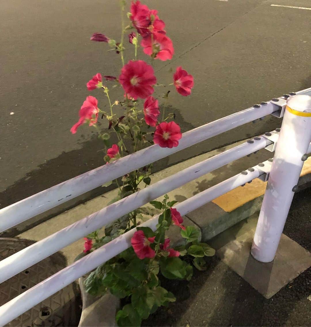 五箇公貴のインスタグラム：「植物はたくましい。 道端でコンクリに生えてる #夜顔」