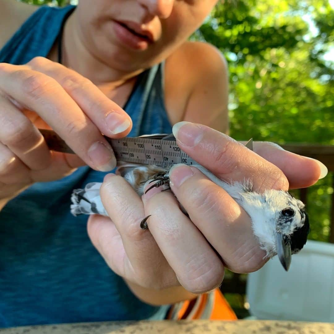 スミソニアン国立動物園さんのインスタグラム写真 - (スミソニアン国立動物園Instagram)「Smithsonian Migratory Bird Center scientists are helping teachers bring the science of bird-banding, ecology and tracking into their classrooms with the Follow That Bird! tracking education program. Last week they hosted teachers for a bird-banding demonstration. In this photo they are measuring the wing of a white-breasted nuthatch. #birds #ecology #scicomm #education #STEM #WBNU #WhiteBreastedNuthatch」7月20日 3時35分 - smithsonianzoo