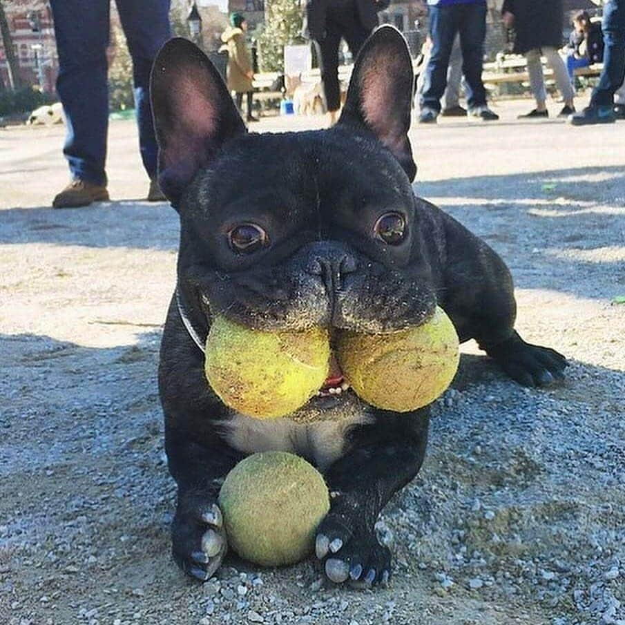 French Bulldogさんのインスタグラム写真 - (French BulldogInstagram)「I’m ready to play now! 🎾😂 @bennythefrenchienyc . . . . . #frenchiegram #frenchies #bulldog #theworldofbullies#squishyfacecrew #frenchbully #frenchbulldogsofinstagram#bully #frenchielove #instafrenchie #loveabully #ig_bullys#igbullies #frenchietalk #barksquad18 #frenchbulldogsrock#frenchbulldog #frenchiefever #frenchiesociety#frenchiesofig #thefrenchiepost #frenchbulldogs#bulldoglove」7月19日 19時08分 - frenchie.world