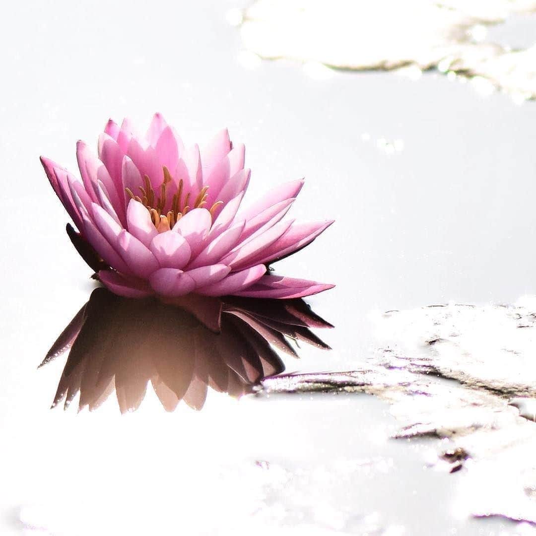 花の写真館のインスタグラム：「Photo by @kaaazuhiro.⠀ https://instagram.com/kaaazuhiro/⠀ .⠀ Original Post[投稿頂いたURL]⠀ https://www.instagram.com/p/BXNQcCcgF0p/⠀ .⠀ 本アカウントは、 #私の花の写真 をつけてInstagramに投稿された皆さまの花の写真や、「花の写真館」Facebookページで投稿された花の写真を紹介します。⠀ 「花の写真館」Facebookページは、「 @floral.photograph 」のプロフィールにあるURLからご覧ください。⠀ .⠀ #花の写真館 #floralphotograph #floralphoto #flower #flowers #富士フイルム #FUJIFILM⠀ Follow: @floral.photograph」