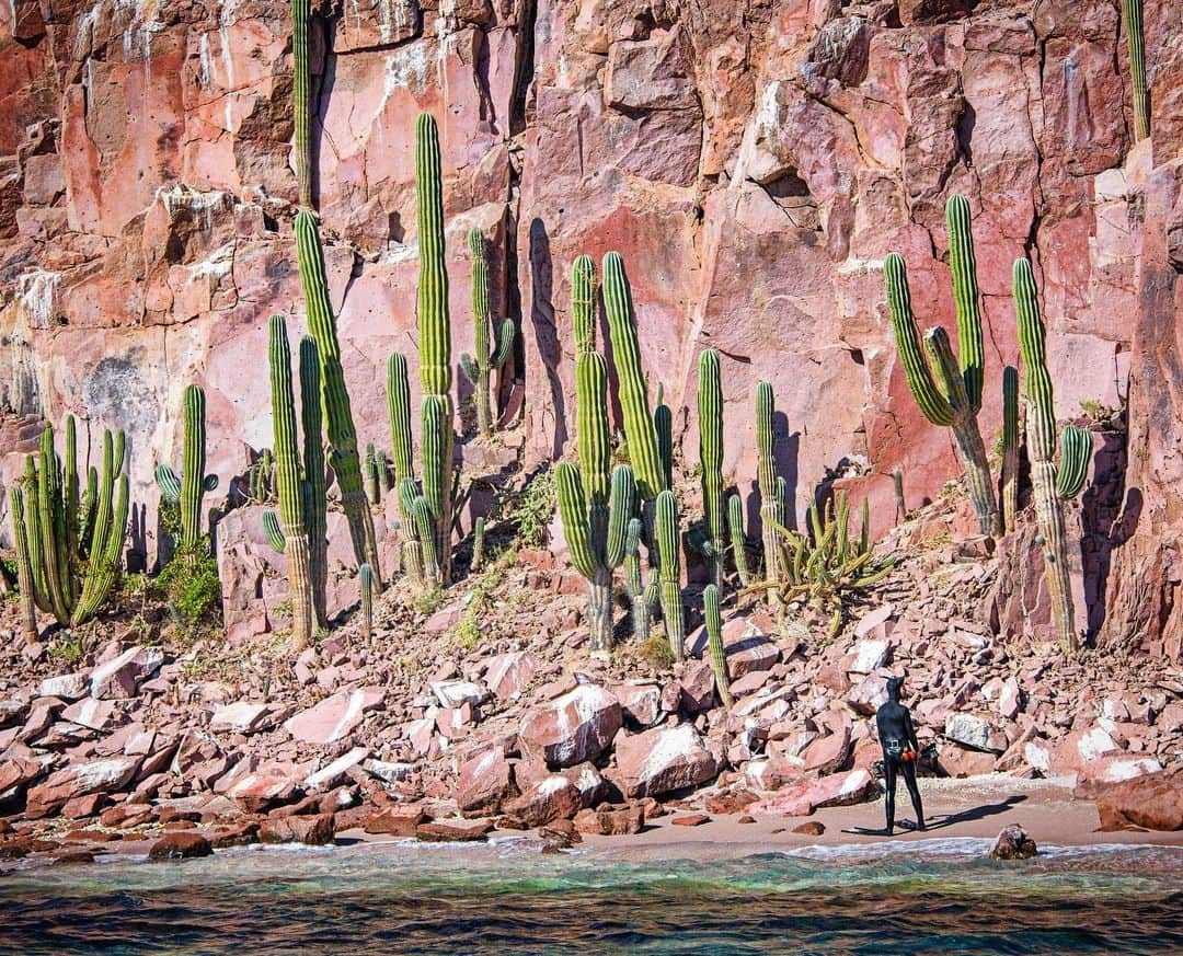 Thomas Peschakのインスタグラム：「Certainly the most unusual photograph in my behind the scenes collection. Shot by @octavioaburto it shows me, wetsuit and freedive gear clad (zoom in/bottom right) admiring these giant 20 foot tall Cardon (cacti) growing on a tiny island in Baja’s Sea of Cortez. I spent days looking for the perfect location for a split level photograph and this is the location that delivered. Tomorrow I will post the image that made into my @natgeo magazine story about Baja California’s marine reserves. #baja #mexico #cactus #succulents #botany #behindthescenes」
