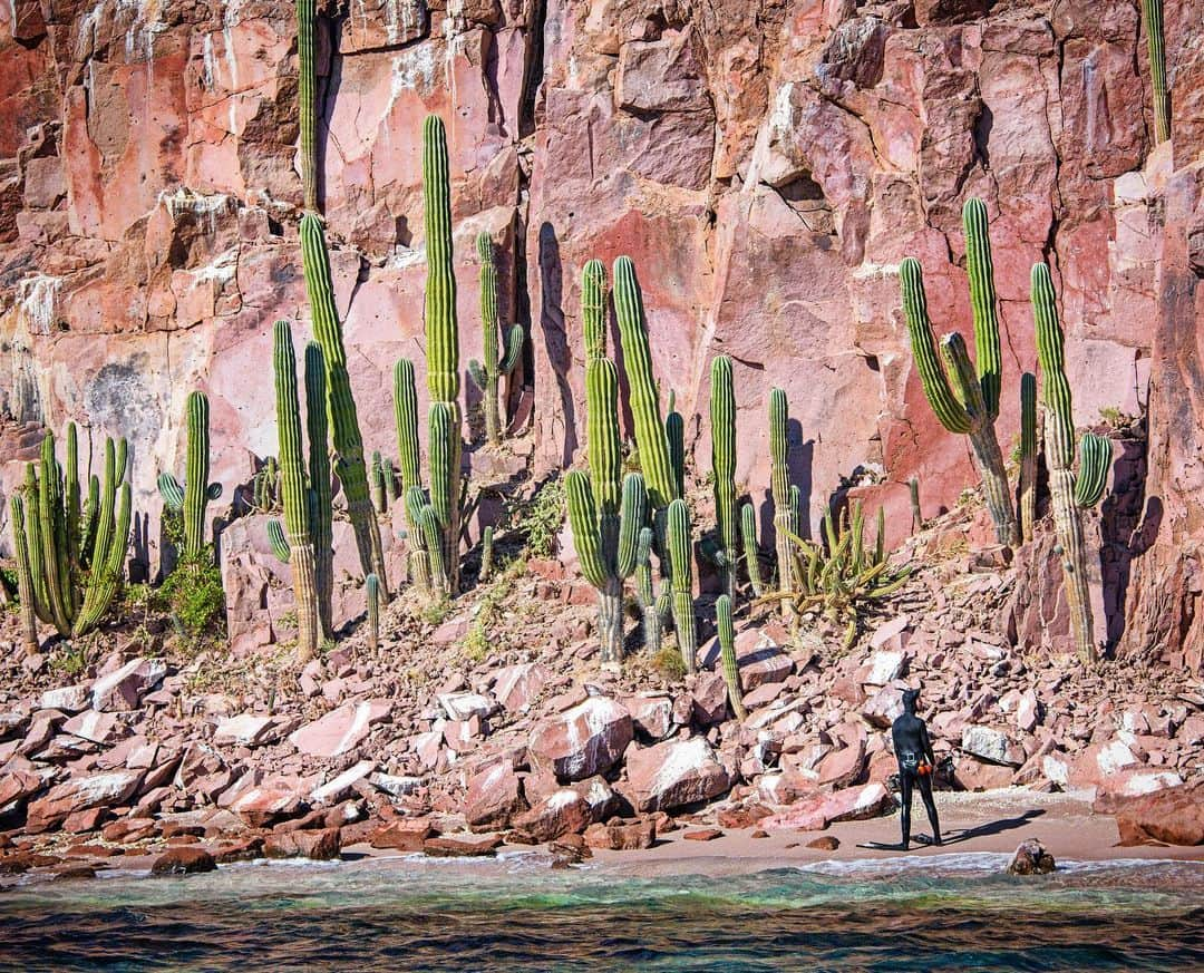 Thomas Peschakさんのインスタグラム写真 - (Thomas PeschakInstagram)「Certainly the most unusual photograph in my behind the scenes collection. Shot by @octavioaburto it shows me, wetsuit and freedive gear clad (zoom in/bottom right) admiring these giant 20 foot tall Cardon (cacti) growing on a tiny island in Baja’s Sea of Cortez. I spent days looking for the perfect location for a split level photograph and this is the location that delivered. Tomorrow I will post the image that made into my @natgeo magazine story about Baja California’s marine reserves. #baja #mexico #cactus #succulents #botany #behindthescenes」7月19日 19時34分 - thomaspeschak