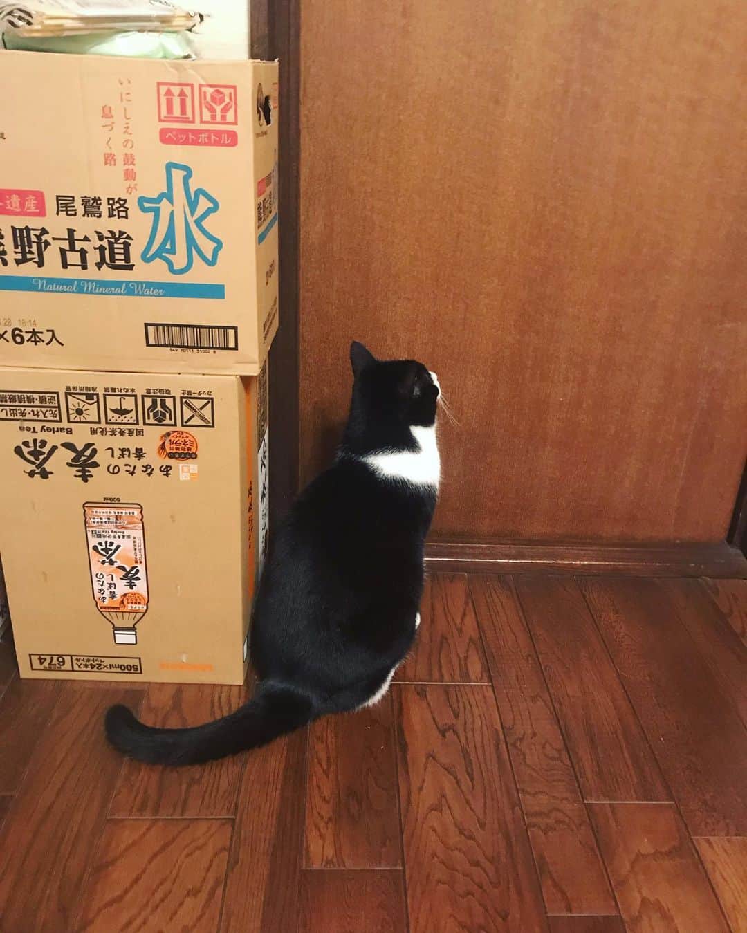 空美さんのインスタグラム写真 - (空美Instagram)「お正月ぶりに会ったこてつの威風堂々、猫感たるや。こてちゃん！猫みたい！って褒めた🥺」7月19日 19時39分 - cumi_jungle