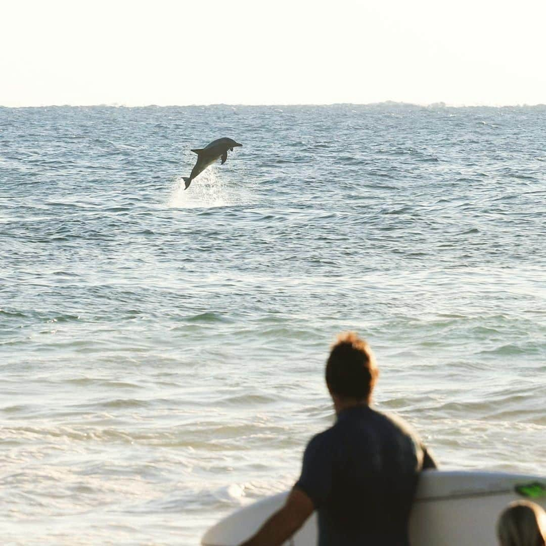 Australiaさんのインスタグラム写真 - (AustraliaInstagram)「Well, this @destinationgoldcoast local is definitely ready to leap into the weekend. 🐬 @stillhorizonstudio captured this perfectly timed shot as this #dolphin showed off at #SnapperRocks, a part of @queensland that’s popular with beachgoers and dolphins alike. Although it’s not every day that you get to see them jumping around, the #beach is a fantastic swimming and #surfing spot regardless. Our tip: Head to @rainbowbay_surfclub for a bite to eat when you need a break, and enjoy sweeping views of the ocean as you eat.  #seeaustralia #thisisqueensland #wearegoldcoast #travel #sunsetlovers」7月19日 20時00分 - australia