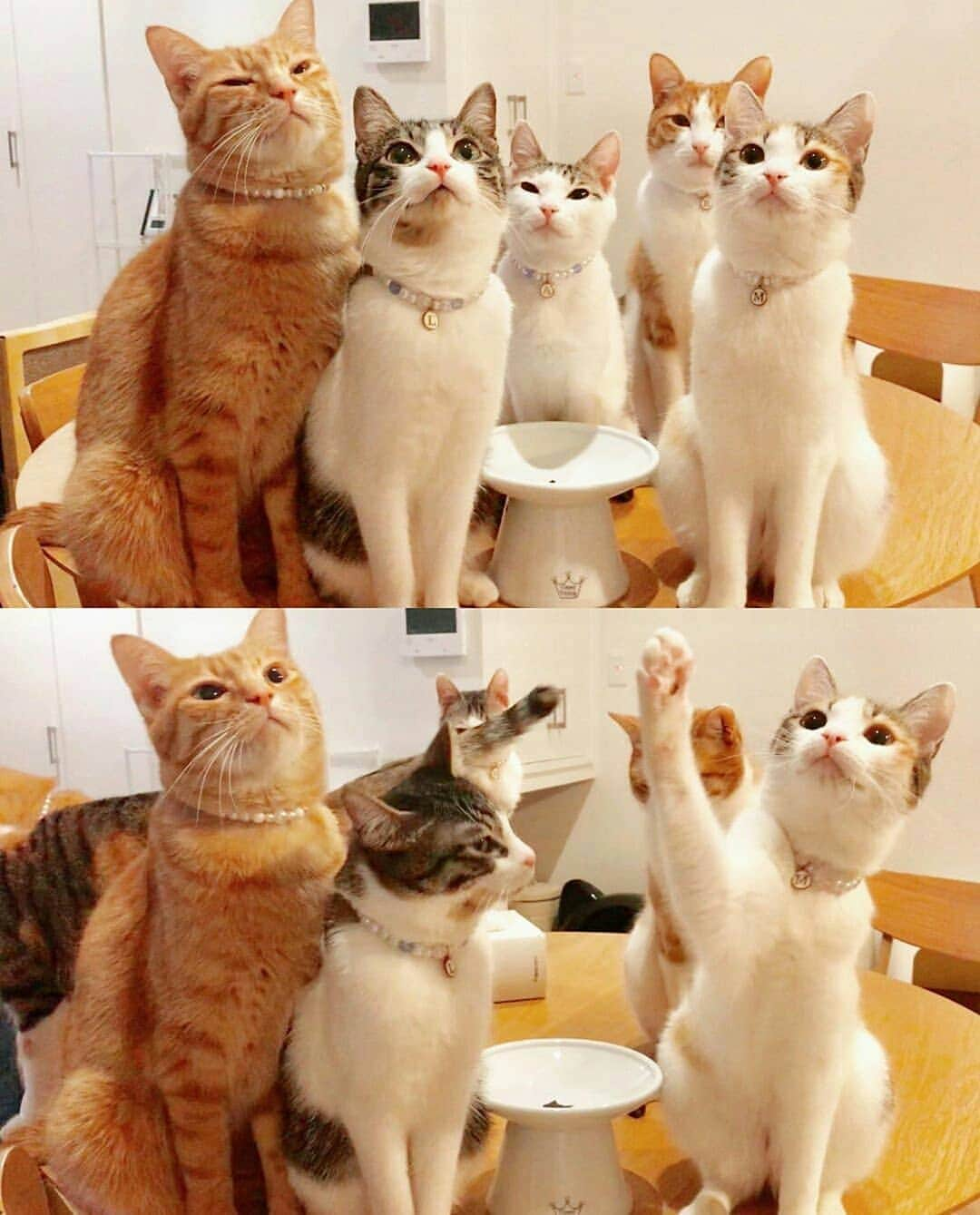 猫壱（ねこいち•ネコイチ）さんのインスタグラム写真 - (猫壱（ねこいち•ネコイチ）Instagram)「. ごはん欲しい人ー✨ ▫ ▫ #はーいっていっぱい言ってるみたい😁 #みんなで仲良く食べてね❤ ▫ ▫ :::::::::#猫壱 ::::::: Instagramに登場した商品はプロフィールのリンクよりご覧いただけます🎶 お写真の商品は#ハッピーダイニング #脚付フードボウル浅広口 でした✨ 気になる方は @necoichicojp からチェックしてくださいね❤ ▫ ▫ Repost from @hitomi__1014 thank-you💕💕💕💕」7月19日 20時11分 - necoichicojp