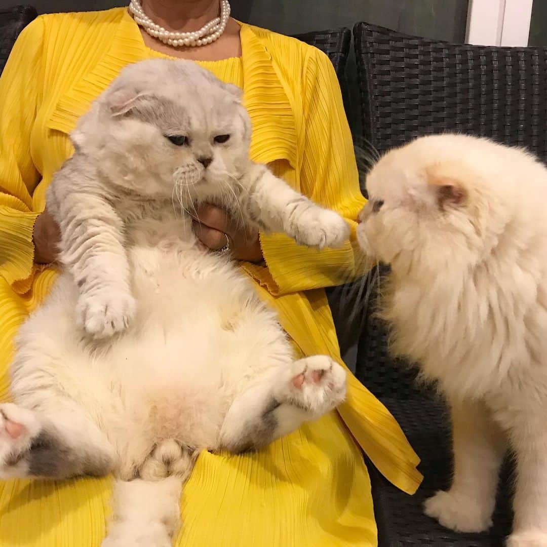 Haruのインスタグラム：「Yes you may kiss the royal hand. 👑 #ผู้เฒ่ารุ #จูบมือชั้น #เอ้ย #นั่นเท้าเฟร้ย」