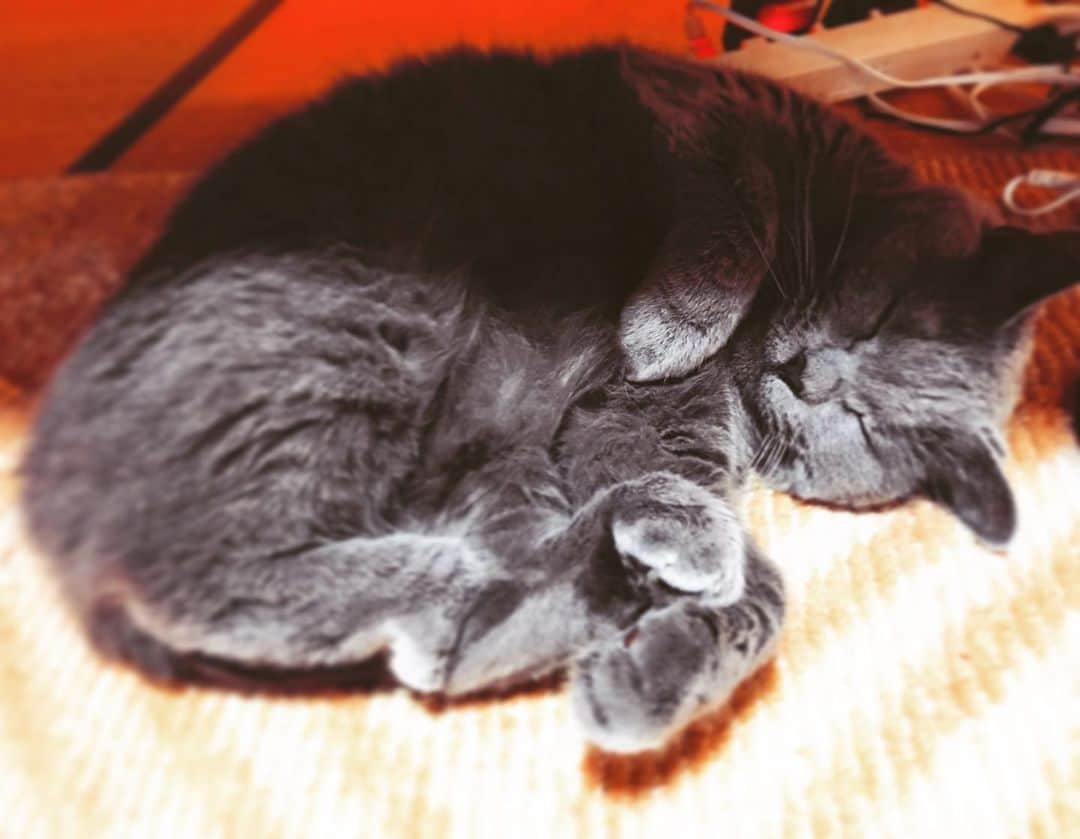 チキン南蛮カレーのルウ王子のグルメインスタ