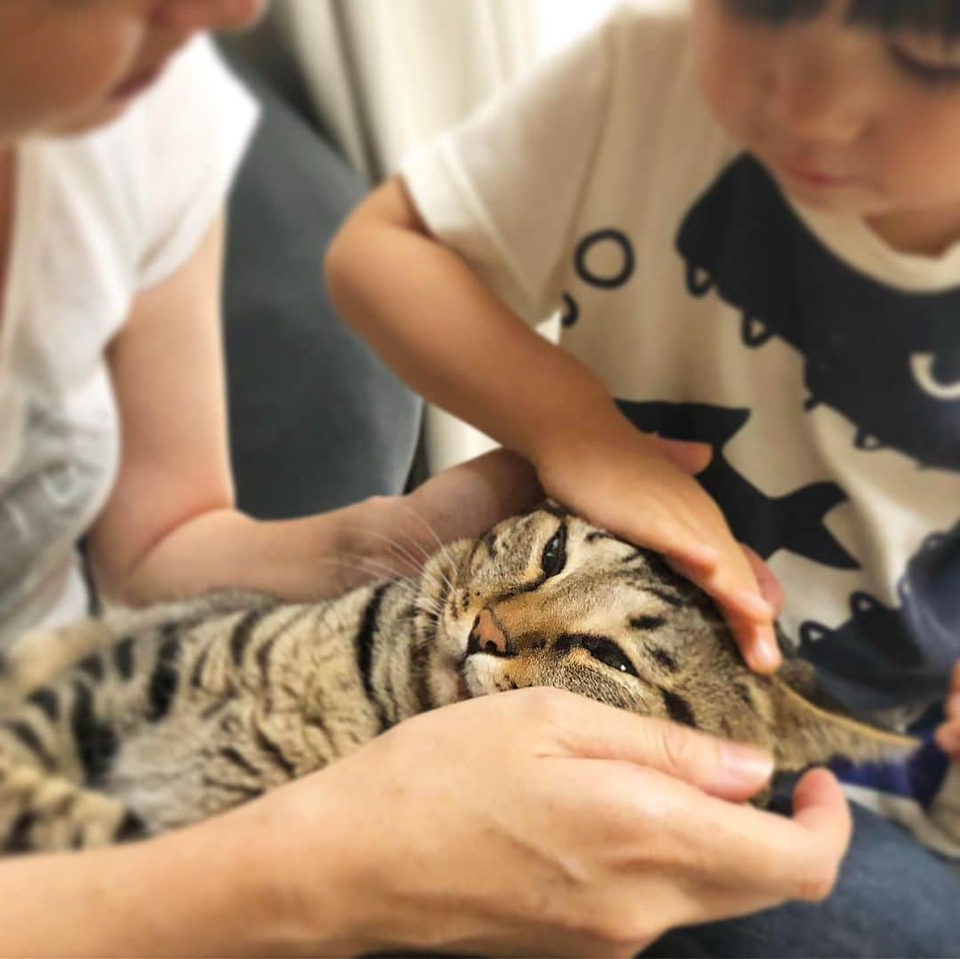 ゆうとろ（柴犬ゆうと猫のとろ）さんのインスタグラム写真 - (ゆうとろ（柴犬ゆうと猫のとろ）Instagram)「. Ta-ta"I want to touch too" . #とろ撫でてたら #三男坊乱入 #とろの顔😂 #我慢するべきか #逃げるべきか #すごく考えて‥ #逃げたー！w」7月19日 20時13分 - yuandtoro