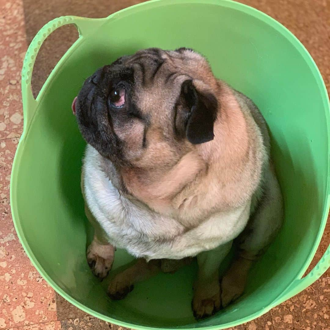 gontaさんのインスタグラム写真 - (gontaInstagram)「It is not possible to play outside just in the rainy season🙄😩🌀#keelyafternoontea Gonta2#speakpug #smilingpugs #pug #love #pugsofinstagram #zerozeropug #pugshii #worldofpug」7月19日 20時16分 - gehhah