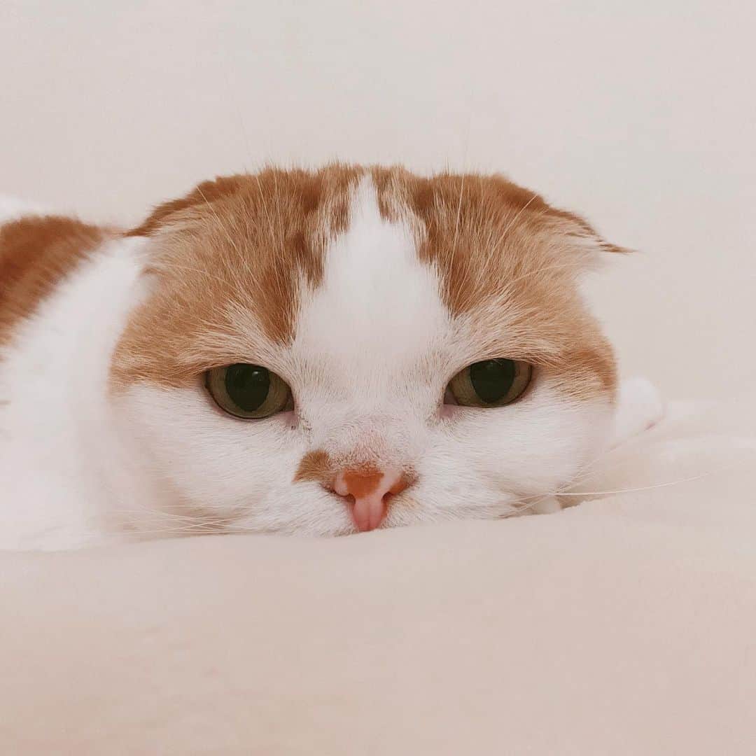 のんたのインスタグラム：「妹たちのはしゃぎっぷりを静かに眺めるのんちゃん お兄ちゃんだなぁ☺️ ・ #scottishfold #catstagram_japan #catsofinstagram #cats_of_instagram#catoftheday #ilovemycat #bestmeow #catlover #cutecat #kittensofinstagram #cute #スコティッシュフォールド」