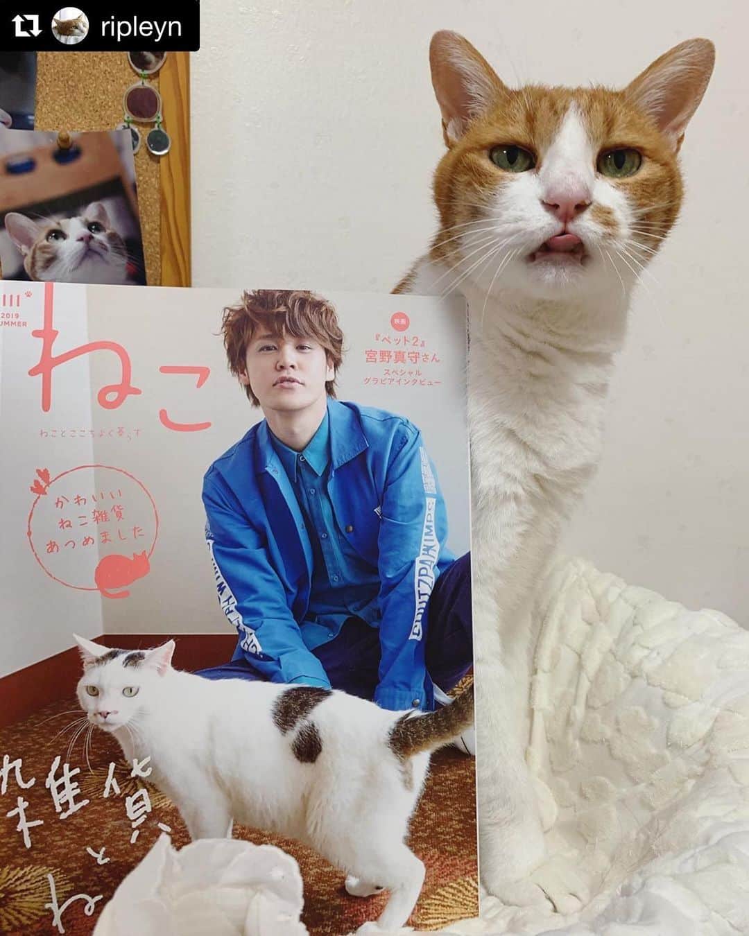 ねこさんのインスタグラム写真 - (ねこInstagram)「ありゃー😍💓とってもステキな2ショットありがとうございます🙇‍♀️❣️❣️リプリーくんのちょいワルな表情たまらん〜😆😍😆😍是非またインスタ企画に参加してくださいねぇ🌈 本当にこういう2ショット嬉しいです😆心からありがとうございます🙏❤️ #Repost @ripleyn with @get_repost ・・・ 2019.07.19 #0719ripleyn  撮れたてりぷちん！ お鼻に飲んだばっかのお水がついてるw . @neko_magazine さんの ねこ 111号にりぷちんを載せていただきました！ ありがとうございます😻 お友達もいっぱい一緒で嬉しい😆 . #無敵の親バカ同盟 #シブにゃん隊over10  #チームラスカルにゃん#りぷちん #りぷちん2019 #ふわもこ部 #関西ねこ部 #cat #猫 #ねこ  #茶しろ組 #gingercat #茶トラ男子部 #excellent_cats #instacat_meows #cat_features #catsofinstagram #weeklyfluff #IGersJP #catstagram #bestmeow  #ペコねこ部 #pecoマガジン表紙デビュー #sippo #朝ワンコ夕ニャンコ  #nyancon01 #rakutenpet」7月19日 20時53分 - neko_magazine