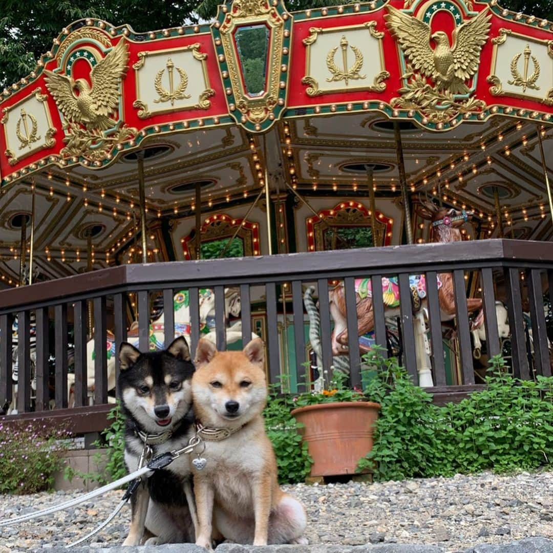 豆柴なつ&ふゆさんのインスタグラム写真 - (豆柴なつ&ふゆInstagram)「Merry go land🎠😆❤️ メリーゴーランド🎠😆❤️ ️#旅行 #trip #萌木の村  #信州 #犬連れ旅行 #柴犬#shiba #shibainu #shibastagram #shibamania #sweet#豆柴#癒し  #仲良し #pecoいぬ部#doglove #dogstagram #dogoftheday #かわいい#instashiba  #🐕📷 #ふわもこ部 #シバフル #犬#instacute #柴#proudshibas #cutepets #わんこ」7月19日 21時01分 - mameshiba.natsuinu56