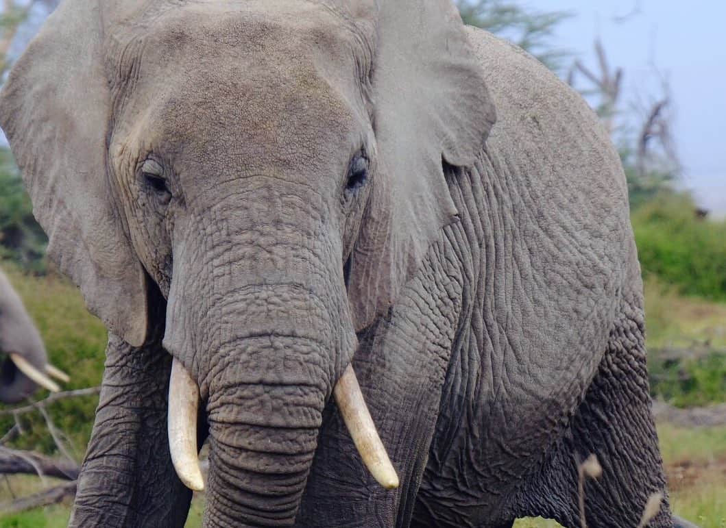 野口健さんのインスタグラム写真 - (野口健Instagram)「今朝も象さんファミリーと遭遇。 とても静かで穏やかな朝でした。 僕らはその後、ケニアからタンザニアへ。  明日からメルー山への登山が始まります。  #野口健#アフリカ#アフリカ象#野口健親子登山 #野口絵子」7月19日 21時40分 - noguchiken8848