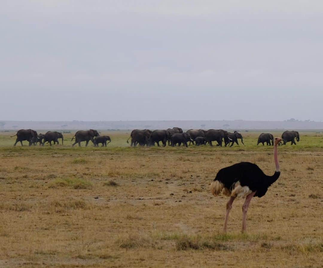 野口健さんのインスタグラム写真 - (野口健Instagram)「今朝も象さんファミリーと遭遇。 とても静かで穏やかな朝でした。 僕らはその後、ケニアからタンザニアへ。  明日からメルー山への登山が始まります。  #野口健#アフリカ#アフリカ象#野口健親子登山 #野口絵子」7月19日 21時40分 - noguchiken8848