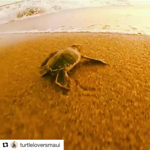 マリブシャツのインスタグラム：「Happy Aloha Friday!  @turtleloversmaui  I love this video I don't know who shot it so I don't know if it's been slowed down but I love how he walks into the ocean like a boss! 🐢#seaturtle #hawaii #beach #cleanocean #seaturtles #turtle #greenseaturtle #seaturtlelover #seaturtleart #seaturtlelove #seaturtlehatchling #snorkling #scuba  #oceanlover #turtletiding #underwater #honu #seaturtlerescue  #seaturtlelove #seaturtleselfie #hawaii #greenseaturtle #maui」