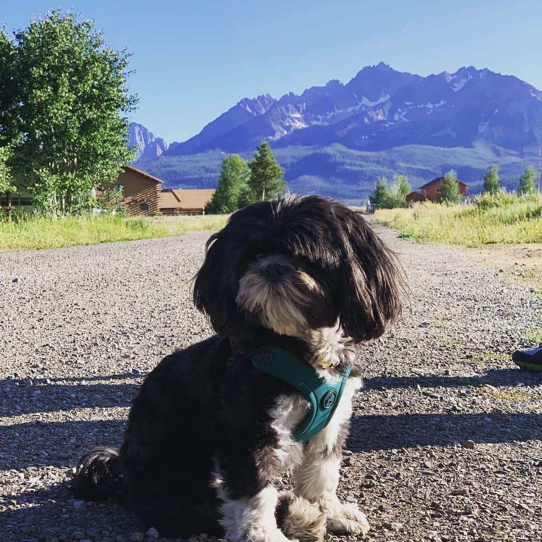 ローラ・グラウディーニさんのインスタグラム写真 - (ローラ・グラウディーニInstagram)「#joanledog on set in Idaho. #mightyshortfilm @moghtyshortfilm」7月19日 22時21分 - trulylolaglaudini