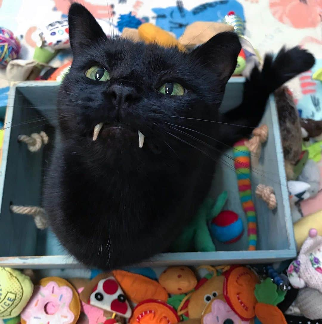 セルジオさんのインスタグラム写真 - (セルジオInstagram)「It’s Friday... 🎉 I’ve got my snacks ✔️ I’ve got my box ✔️ I’ve got my fangs and chest hair lookin’ on point #feelingmyself ✔️ I’m off to a good start... 🤸🏿‍♂️ . . #happyfriyay #monkeybusiness #monkey🐒 #teef #vampirecat #catsofig #catsofinsta #catinabox #boop #blackcatsofinstagram #blackcats #igcats #igkitty #catslife #happycat #happycatclub #cutecats #ellenratemycat #catstercats #9gagcute #buzzfeedanimals #meowed #petco #thedodo #catmom #myfurbaby #whorescuedwho」7月19日 22時43分 - monkandbean