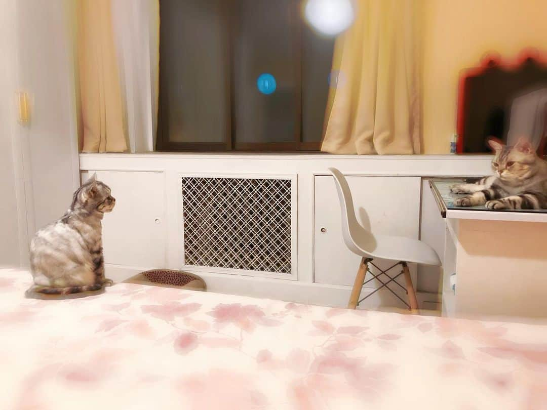 ルフさんのインスタグラム写真 - (ルフInstagram)「#luhu:"Friday nite should be happy,but my cousin #babi is visit my home again,i m sad 😞..." - - #cats #cute #catsofinstagram #angel #adorable #lovely #sadcat」7月19日 22時49分 - lanlan731