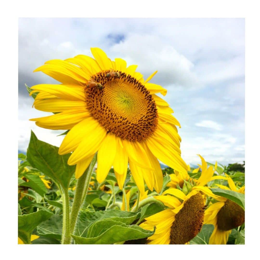 藤谷香々さんのインスタグラム写真 - (藤谷香々Instagram)「ナスケンさんのひまわり畑＊ . . . 知り合いの紹介で年始に ナスケンさんの畑で 小松菜収穫のお手伝いに 行ってひまわり畑を 今作ってるとのことで 行ってきた＊ . . . ここにニンジンを作るんだってʕº̫͡ºʔ ！ ナスケンの思いがボードに 書いてあってすごいなぁと尊敬。 . . . 94歳のおじいちゃん連れて お出かけできてよかった♡ 次の日はカメラでじっくり 撮れて満足♩♩ . . . #ひまわり畑#ひまわり#花#夏#青空#むぎわら帽子#被写体#写真好きな人と繋がりたい#写真撮るのが好きな人と繋がりたい#風景#写真#三重県#田舎#農家#おじいちゃん#大好き#photo#japan#flower#sunflower#summer」7月19日 23時14分 - co1023fu