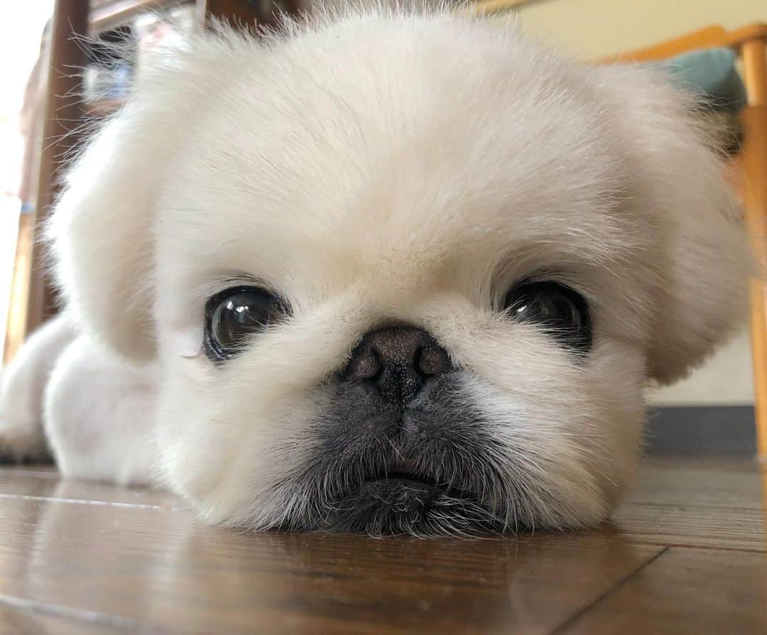 こなつのインスタグラム：「おひさしぶりにーずです🐶💕」