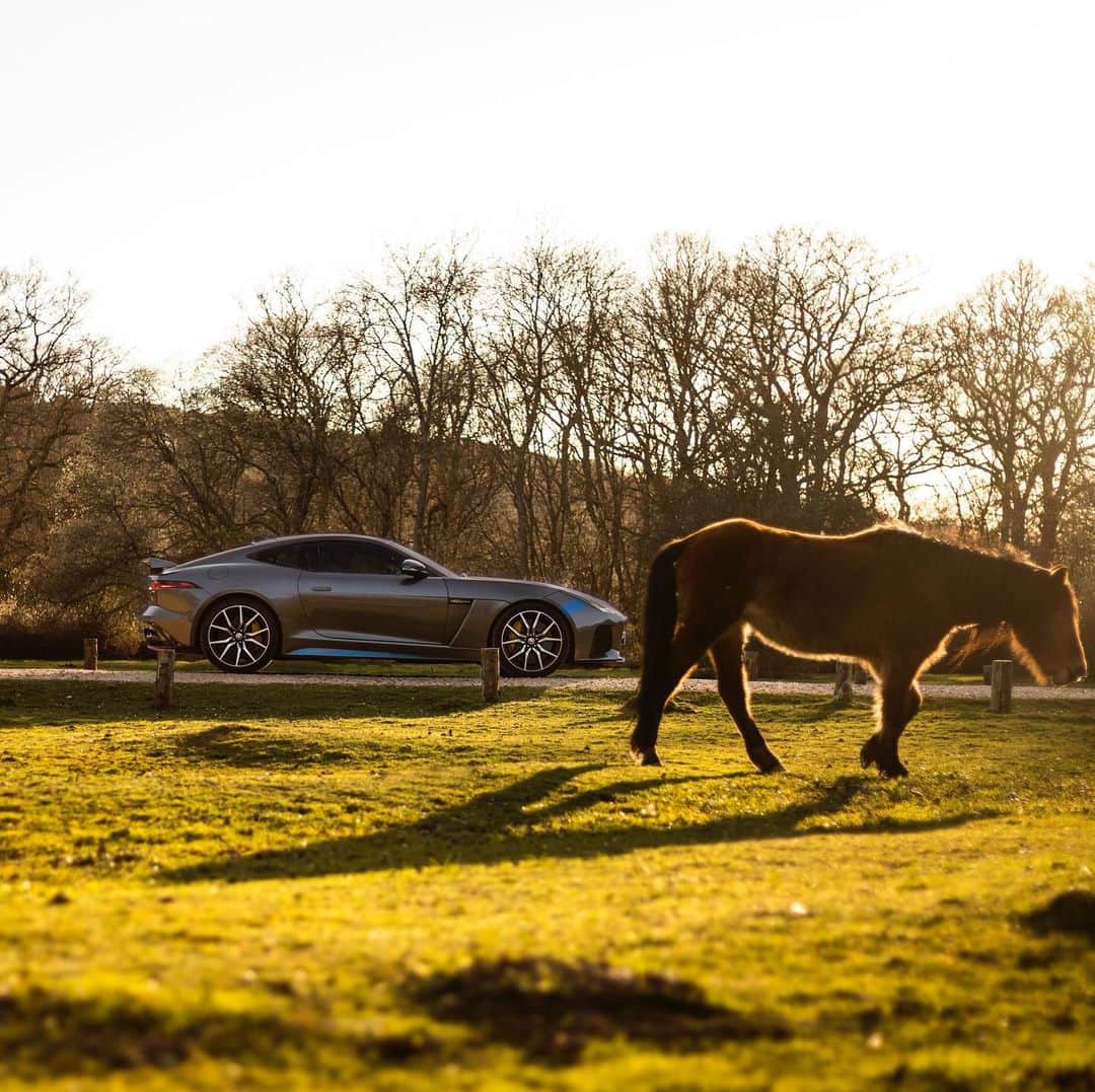 Jaguarさんのインスタグラム写真 - (JaguarInstagram)「One of 575 horses.  #JaguarJourneys #Jaguar #FTYPE #SVR #SV #SpecialVehicleOperations #Luxury #Performance #SportsCar #SuperCar #InstaDesign #InstaCar #CarsofInstagram #England #UK」7月19日 23時32分 - jaguar