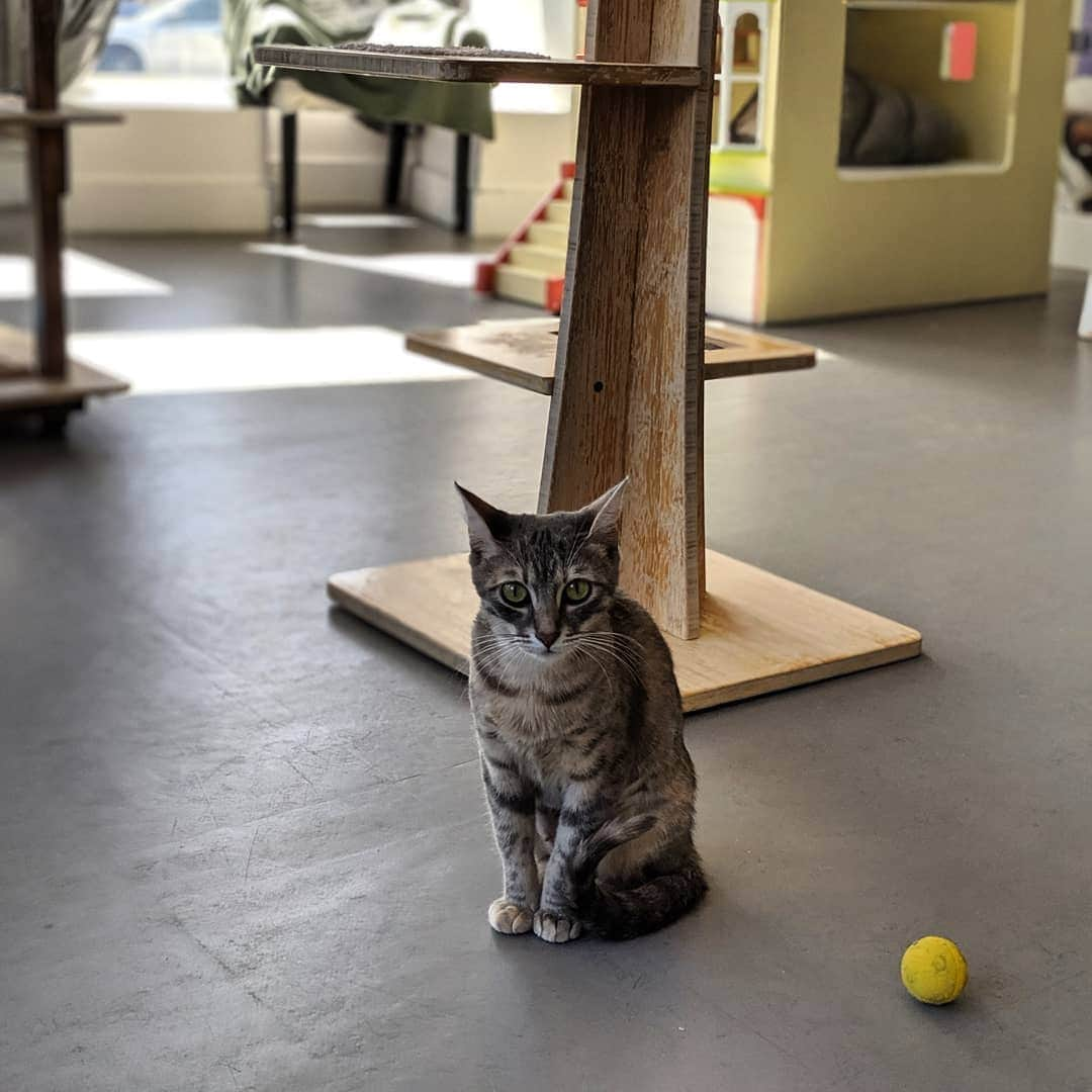 Fresh Stepさんのインスタグラム写真 - (Fresh StepInstagram)「Looking cute waiting on my date for sushi 😽. #friday #sushidate P.S. This cutie is available for adoption at Cat Town in Oakland, CA! ❤️」7月19日 23時28分 - freshstep