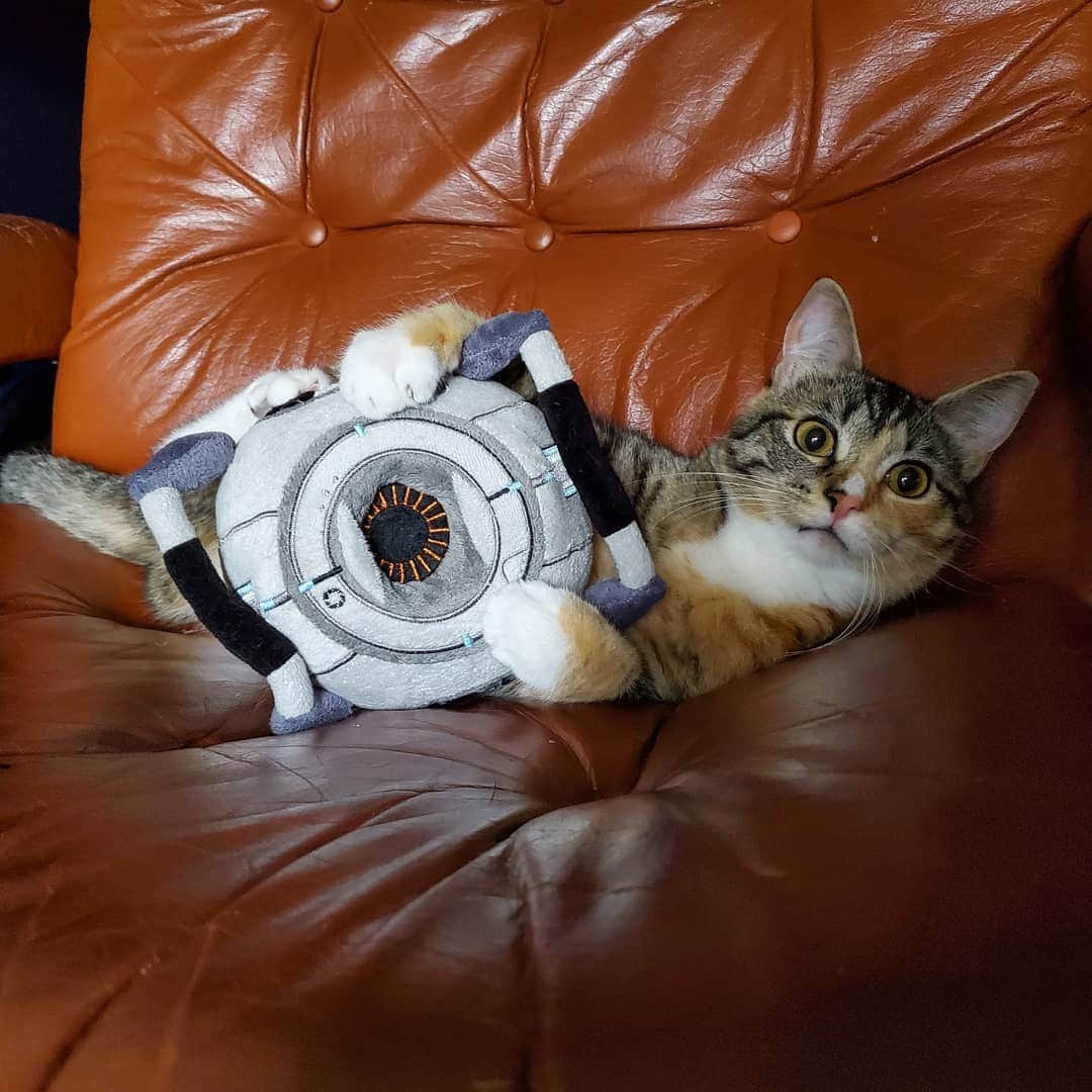 猫コスプレさんのインスタグラム写真 - (猫コスプレInstagram)「Hey! What did Space Core ever do to you?  #catattack #portal . . . . . #gamercat #justcatthings #catstagram #catsofinstagram #cat #kitten #catplaytime」7月19日 23時35分 - cat_cosplay