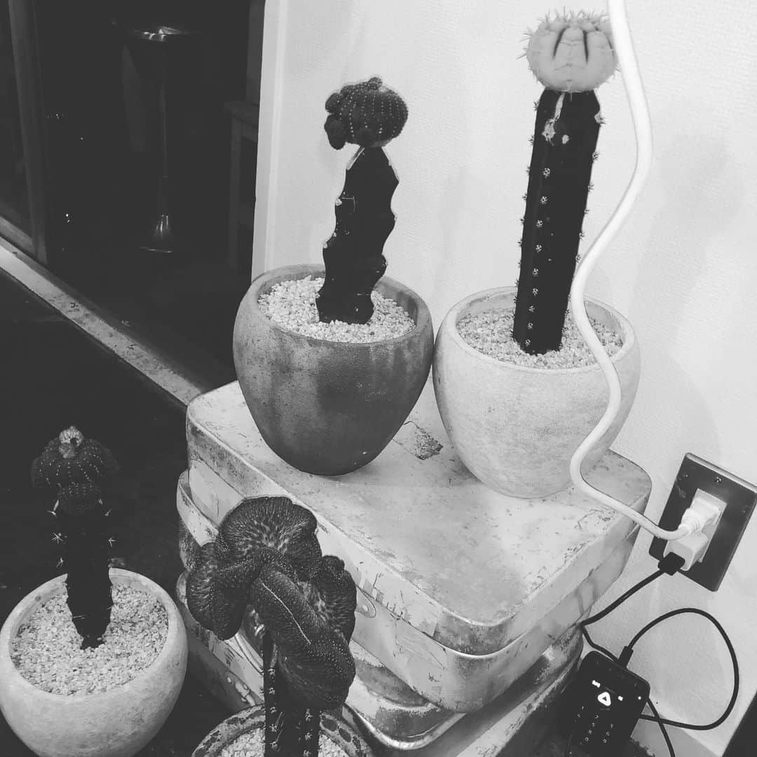 のインスタグラム：「オシャレサボテン cactuses . #🌵」
