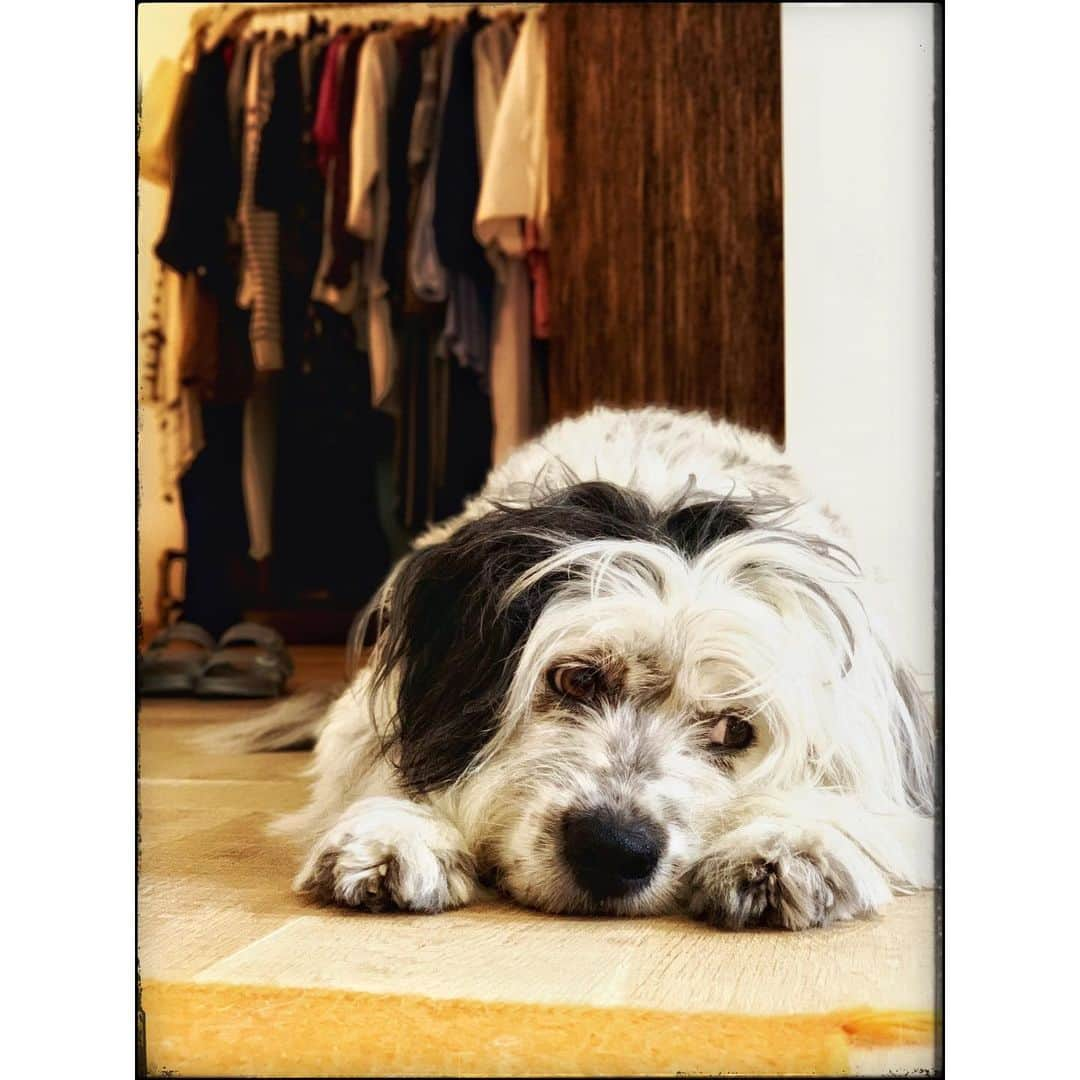 ミシェル・フォーブスさんのインスタグラム写真 - (ミシェル・フォーブスInstagram)「...henry being henry ...🎡...*glurg*....🎡...................♥️♥️♥️....... #doggo  #dogofbudapest #dogoftheworld #dogsofinstagram #ilovemymutt #lifewithhenry」7月20日 0時03分 - iammichelleforbes