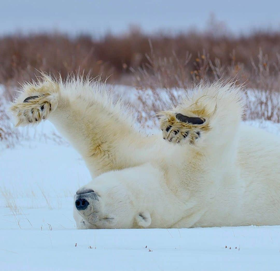 ナショナルジオグラフィックさんのインスタグラム写真 - (ナショナルジオグラフィックInstagram)「Video screenshot by Bertie Gregory @bertiegregory | A male polar bear stretches on the west coast of the Hudson Bay in Canada. These huge bears can weigh up to 1,600 pounds (726 kilograms). This particular male was in no rush. He was waiting at the water’s edge in anticipation of the big freeze, an annual event when Arctic waters turn into a rock-solid ice pathway. This ice allows him to hunt his primary prey, the ringed seal. Our warming climate is delaying the arrival of the big freeze by about a day each year. That means that this bear has lost a month of the hunting time that previous generations relied on. To see this guy in action and to learn more about polar bears’ incredible lives, check out my new online series, ‘Wild_Life: The Big Freeze’ at natgeo.com/wildlife or on National Geographic YouTube. Content sponsored by @ExploreCanada.」7月20日 0時41分 - natgeo