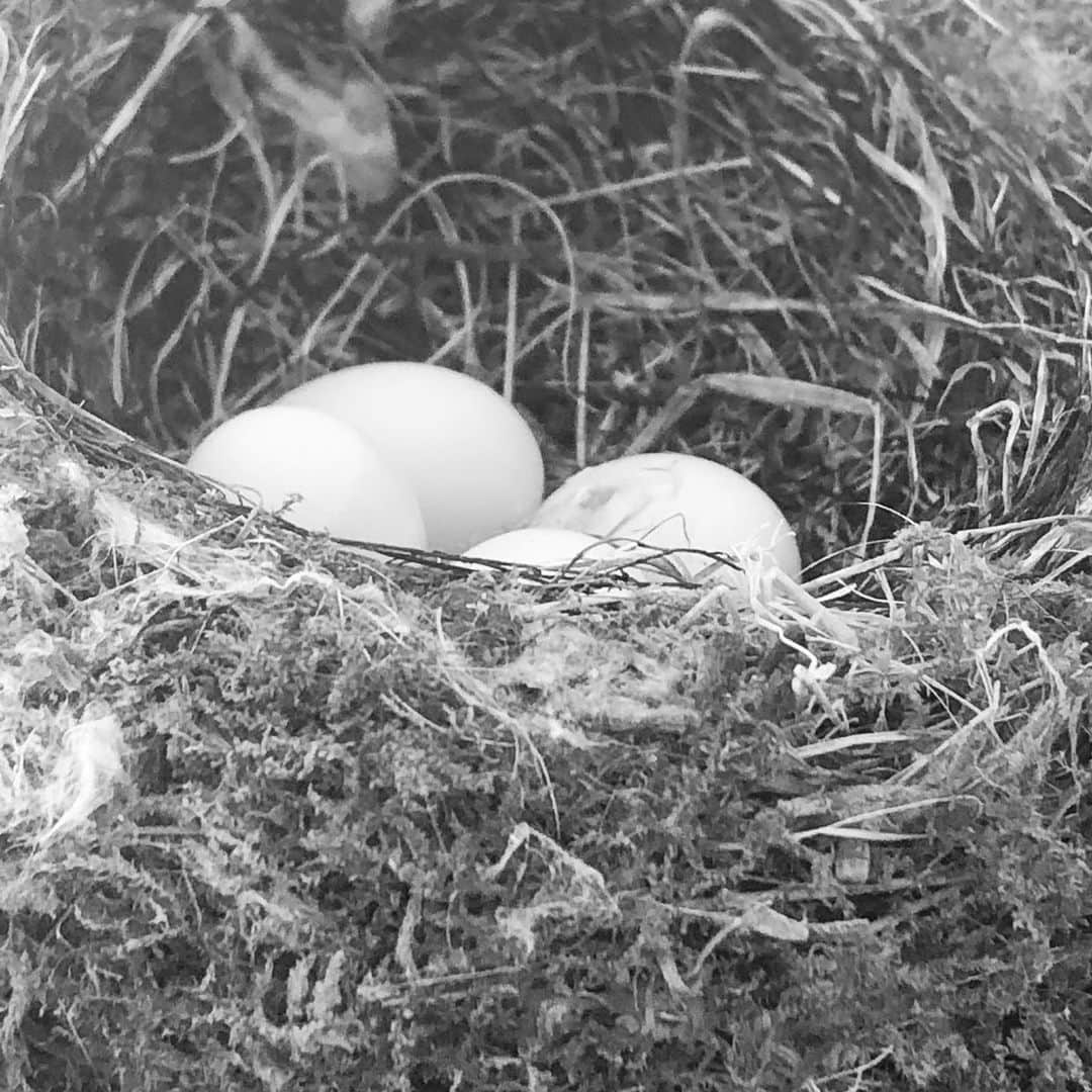 Grace Bonneyのインスタグラム：「And like that, it’s gone. I’ve watched this family of Phoebes lay egg after egg, only to have one hatch. And today after I saw it moving around and opening its eyes, I came out to find it dead on the table (in a soft pile of towels I’d left out). I don’t know if it died of disease and fell or if the fall was the cause. Either way, I am heartbroken for this little family. I keep watching the parents return and they look panicked. Oh my heart. 💔」