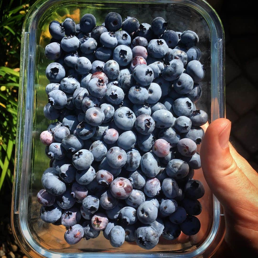のインスタグラム：「Supposed to be workin but mehhhhhhhhhh I’m picking and eatin wild bluebs」