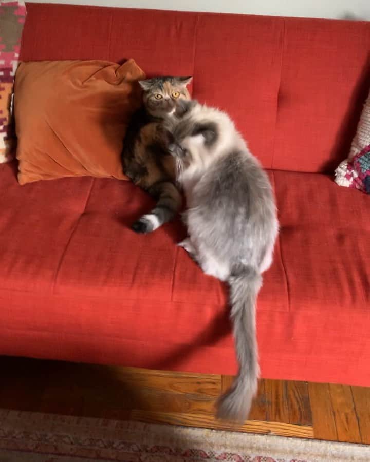 Tinaのインスタグラム：「Fatal Attraction?😳🤦🏻‍♀️😂」