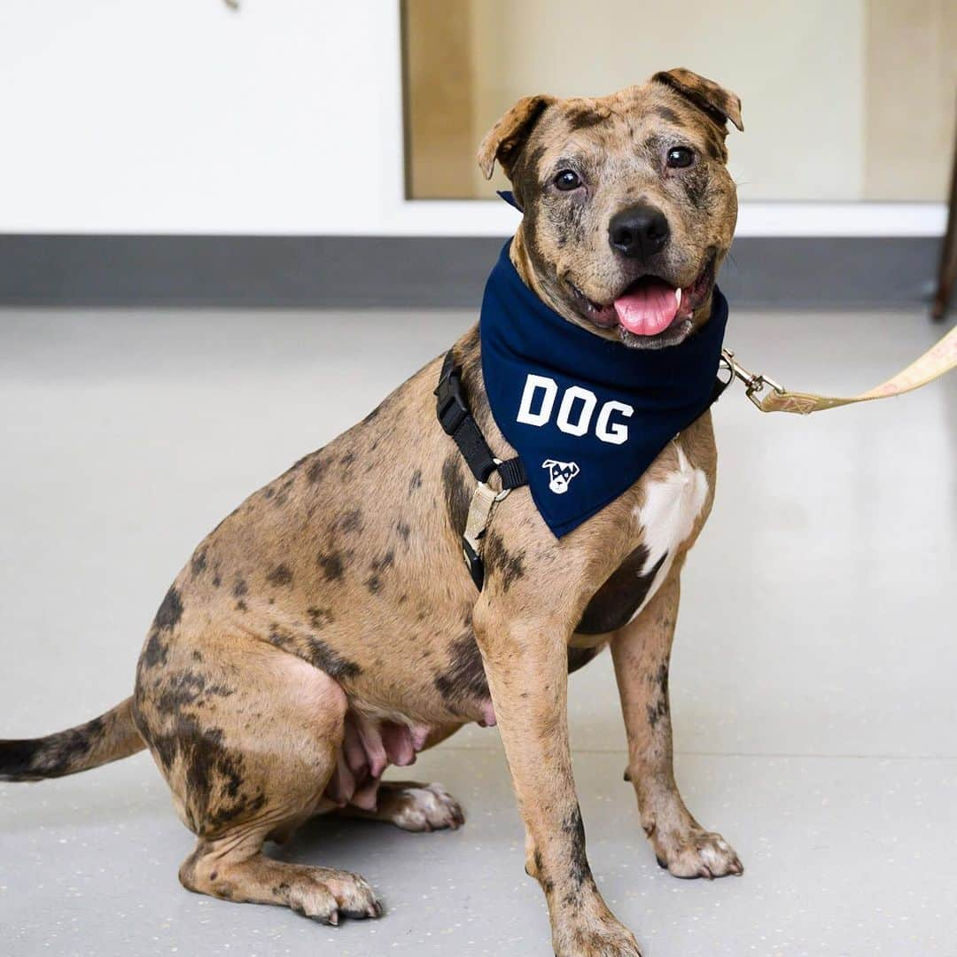 The Dogistさんのインスタグラム写真 - (The DogistInstagram)「ADOPTABLE: Addison, Catahoula/Pit Bull mix (2 y/o), via @animalhaven, NYC • “She came from Alabama with her three puppies, who have all since been adopted.” • DOG bandanas are live at @thedogistshop! Every product purchased feeds a dog in a shelter #feedingfriends. Link in bio」7月20日 0時56分 - thedogist