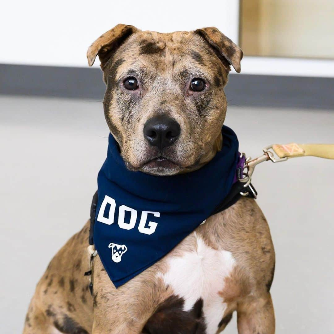 The Dogistさんのインスタグラム写真 - (The DogistInstagram)「ADOPTABLE: Addison, Catahoula/Pit Bull mix (2 y/o), via @animalhaven, NYC • “She came from Alabama with her three puppies, who have all since been adopted.” • DOG bandanas are live at @thedogistshop! Every product purchased feeds a dog in a shelter #feedingfriends. Link in bio」7月20日 0時56分 - thedogist