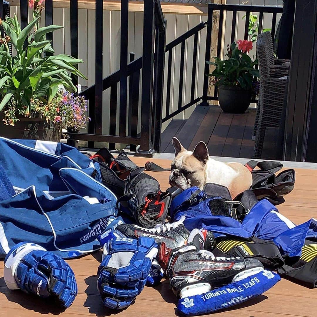 NHLさんのインスタグラム写真 - (NHLInstagram)「Anyone else's dog love sweaty gear? 😂 (📷 @codyceci)」7月20日 1時08分 - nhl